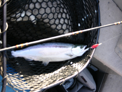 normal macks trolling spoon kokanee 1