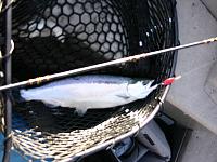 normal macks trolling spoon kokanee 1