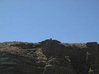 eagle on a rock