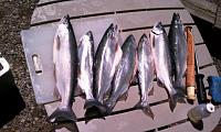 Nice catch August Kokanee bigest 17+ inches