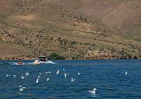 The reservoir was busy with wake & ski boats. There were only few fishing boats.  We got our Kokanee limit today in 5.5 hrs. Fish size from 12" ~ 17". DR from 15" to 25'. Fish from Pipeline to Charcoal Creek.